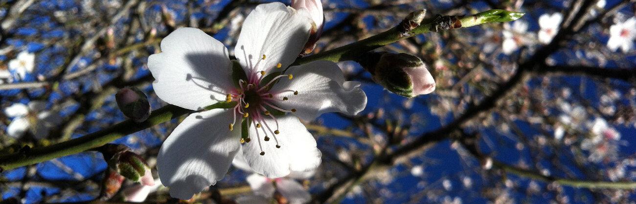 An almond branch in white blossom against a deep blue Mallorcan sky
