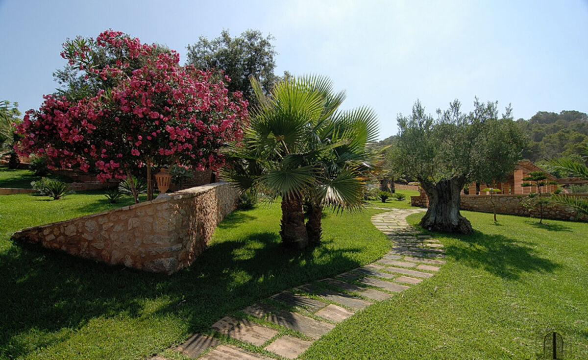 The garden at Son Terrassa: pink oleander over a marès dry-stone wall, a fan palm and an ancient olive tree