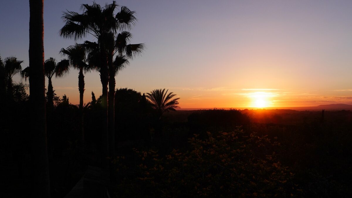 Sunset over the Mallorcan plain seen from Son Terrassa: palm trees in silhouette and the land falling away to distant hills as the sun drops to the horizon