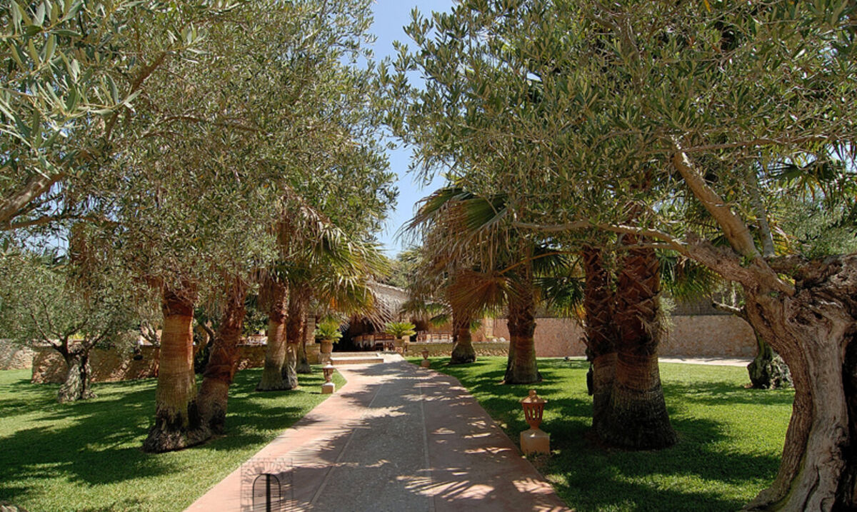 A paved path running under an avenue of ancient olive trees and palms to the house at Son Terrassa, a wrought-iron lantern beside it